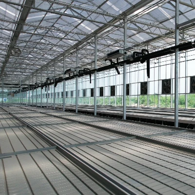 Blueberry Venlo Glass Greenhouse